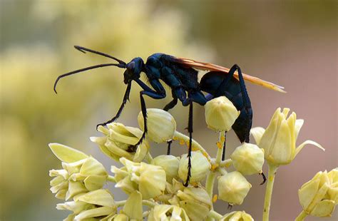 Nature And More Tarantula Hawk Spider Wasp Although Commonly