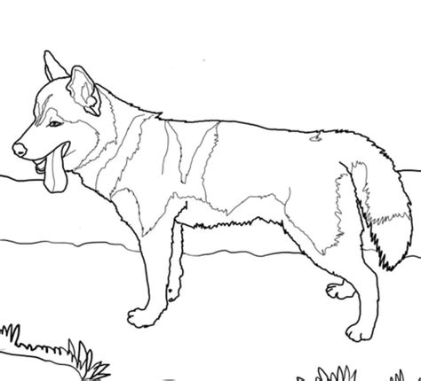 Siberian Husky Dog Coloring Page Download Print Or Color Online For Free
