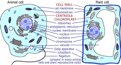 What makes animal cells and plant cells different. Table 4's Cell Wiki / FrontPage