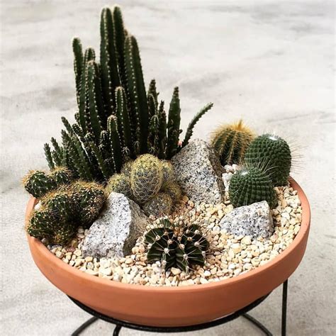Why not grow them in your home? Indoor tiny desert DIY cactus garden #cactusgarden How can ...