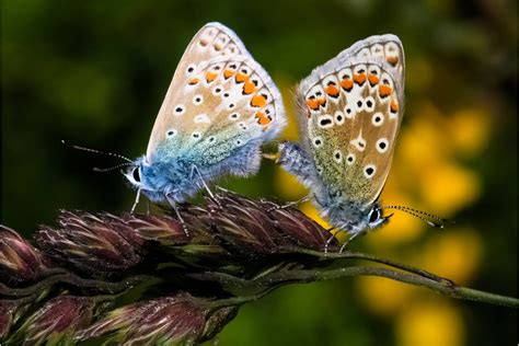 Dingy Skipper And Common Blue Portland Dorset Butterflies