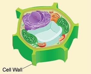 Maybe you would like to learn more about one of these? What is the structure of a plant cell wall? - Quora