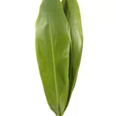 Cordyline GREEN TIE 80cm