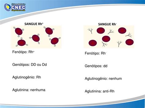 PPT GRUPOS SANGUÍNEOS PowerPoint Presentation free download ID