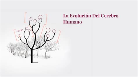 La Evoluci N Del Cerebro Humano By Cathy Quijada