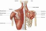 Upper Pectoral Muscle Exercise Photos