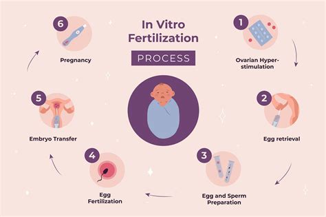 Ivf Process Step By Step In Vitro Fertilization