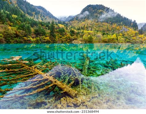 Azure Lake Submerged Tree Trunks Jiuzhaigou Stock Photo 231368494