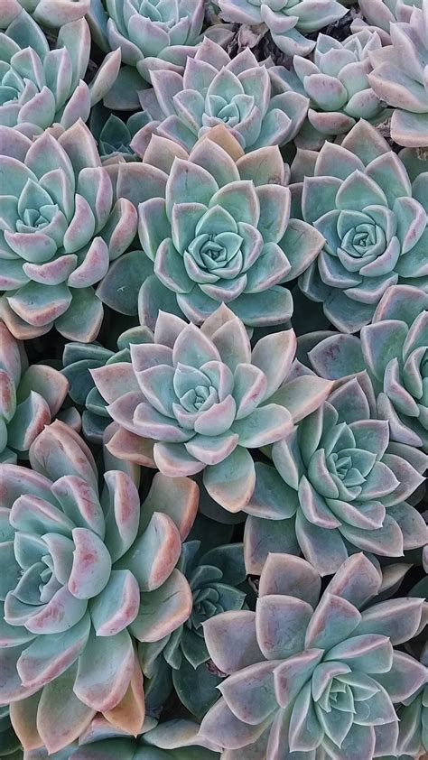 Succulents Wallpaper For Iphone