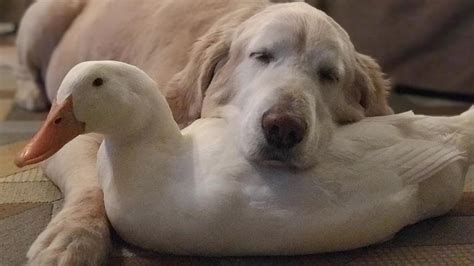 See Dog And Ducks Loving Unlikely Friendship