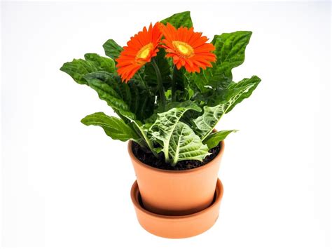 Growing Gerbera Daisy In Pots A Full Guide Gardening Tips