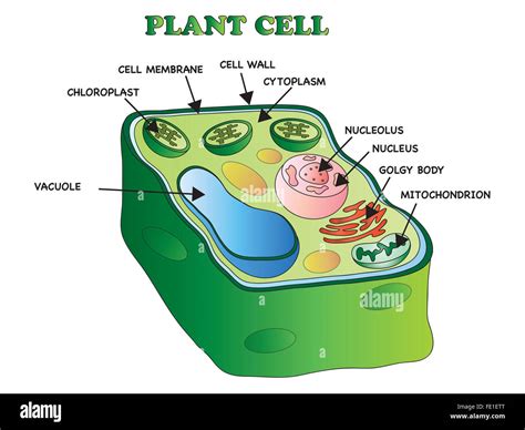 Resultado De Imagen De La Cellula Dibujos De Celulas Celula Vegetal Images