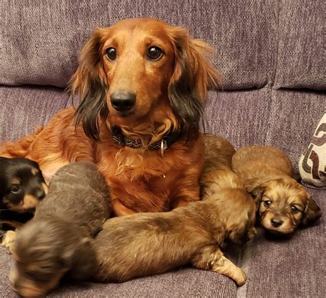 Miniature Dachshund Puppies For Sale | Holiday, FL #326426