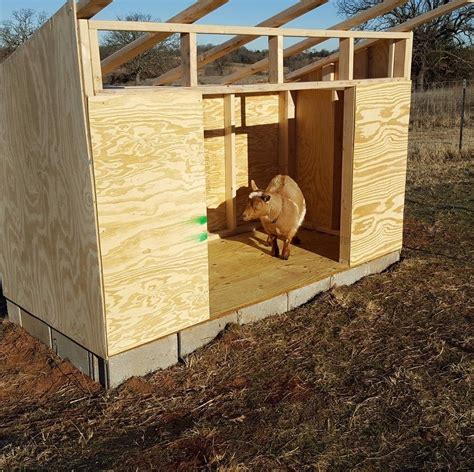A Sheep Standing Inside Of A Small Wooden Structure In The Middle Of A