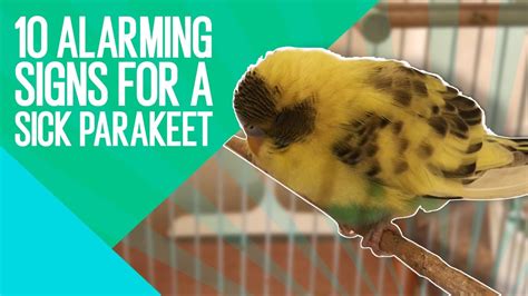 10 Warning Signs Of Sick Parakeets Youtube