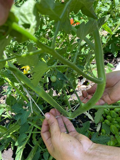 Pruning Tomato Plants By Amy Pennington