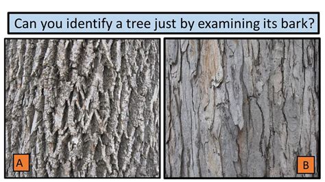 Bark Another Way To Identify Trees