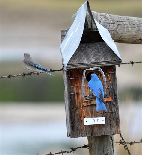 Nest Box Building — Mountain Bluebird Trails Conservation Society