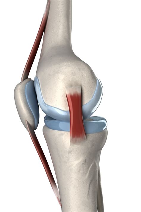 Isolated Human Knee Anatomy Lateral View John The Bodyman