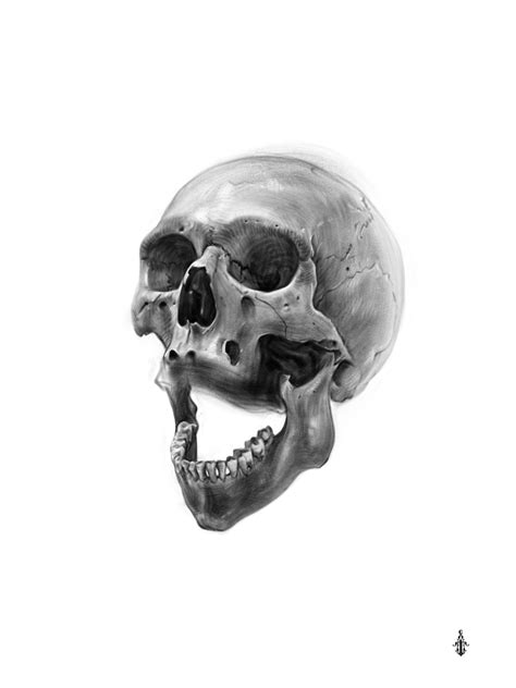 Skull Drawing Pencil Sketch Colorful Realistic Art Images Drawing