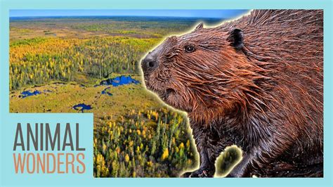 Beavers On Vimeo