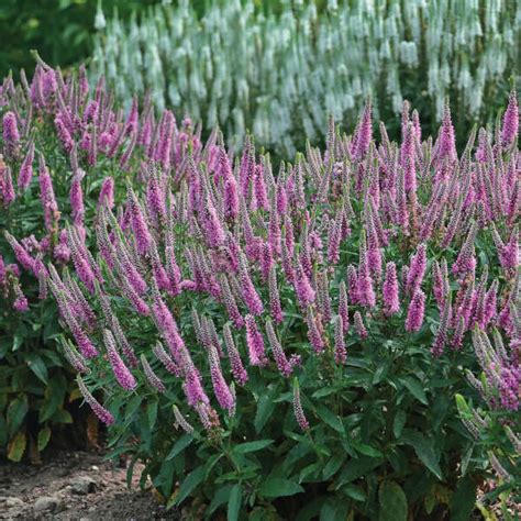 Photo Essay New Proven Winners® Perennials For 2017 Perennial Resource