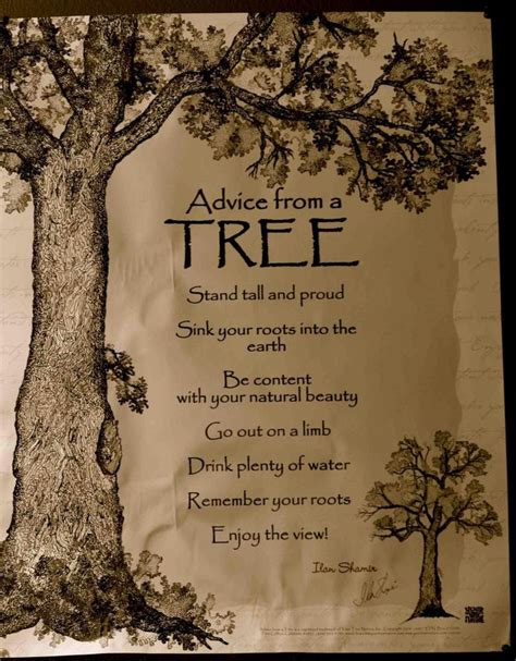 Tree Advice Tree Quotes Nature Quotes Inspirational Quotes
