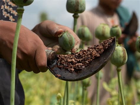 Afghanistan Opium Production Rises For A Fifth Year Un Report Says