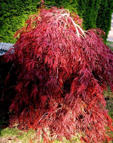 Red Dragon Weeping Lace Leaf Japanese Maple 2 Year Live