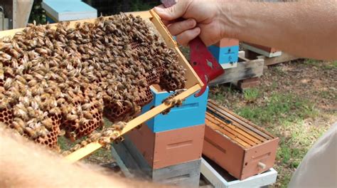 Hive Inspections During Dearth Video Tutorial Backyard Bee Honey Bees Keeping Beekeeping