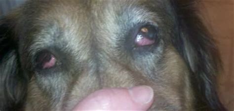 Why are my dog's eyes red? if you're asking, it might be time for a visit to the veterinarian. Dog Has Red Englarged Third Eyelid & Itchy Eyes - Organic Pet Digest