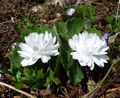 Sanguinaria Canadensis Multiplex Doubled Flowered Bloodroot Bloom