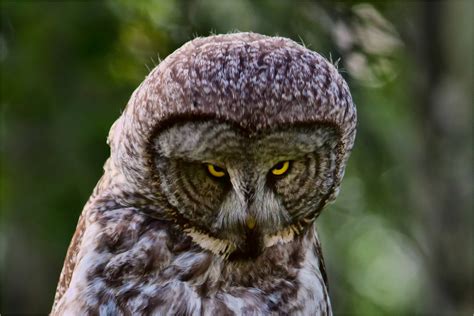 If you stare at someone or something, you look at them for a long time. stare | Christopher Martin Photography