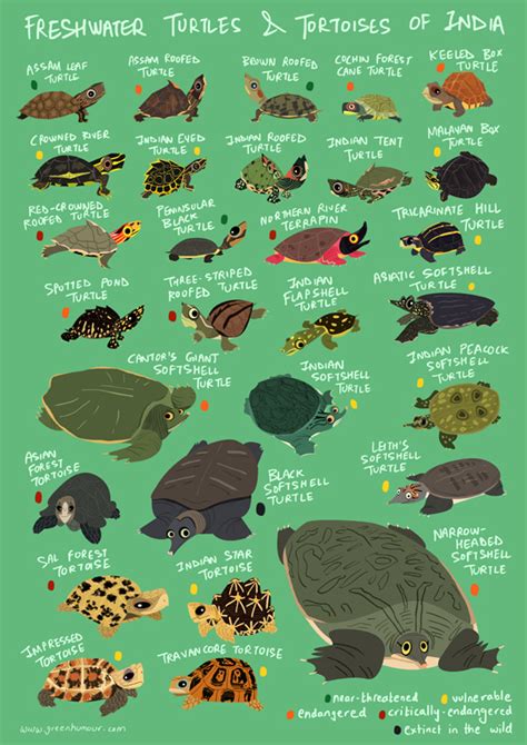 Green Humour Freshwater Turtles And Tortoises Of India