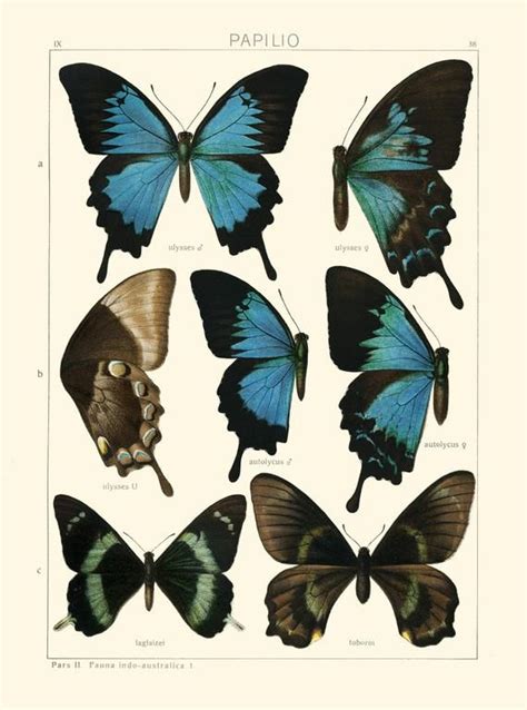 Butterfly Print Seitz Botanical Art Print 11 Beautiful Blue Green