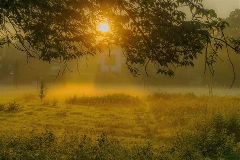 Sunrise Fog Tree Free Photo On Pixabay