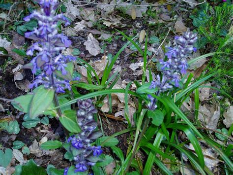 1753 è un genere di piante spermatofite dicotiledoni appartenenti alla famiglia delle lamiaceae, dall'aspetto di piccole erbacee annuali o perenni dalla tipica infiorescenza a spiga. ARBUSTI E PIANTE: Bugola..