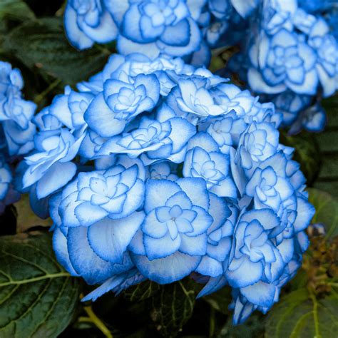 We did not find results for: Garten-Hortensie Miss Saori, blau online kaufen bei ...