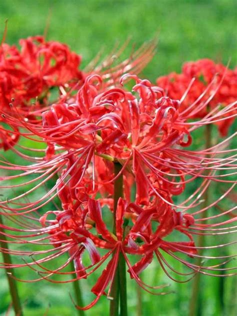Pin By J Bo On Great Bulbs For Fall Planting Red Spider Lily Lily