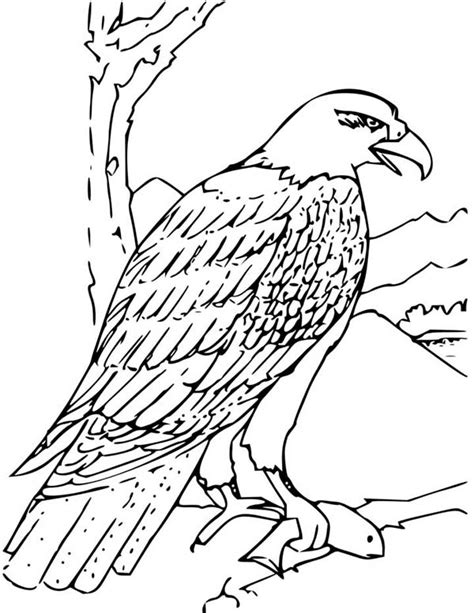 Patriotic Bald Eagle Coloring Page Coloring Pages My Xxx Hot Girl