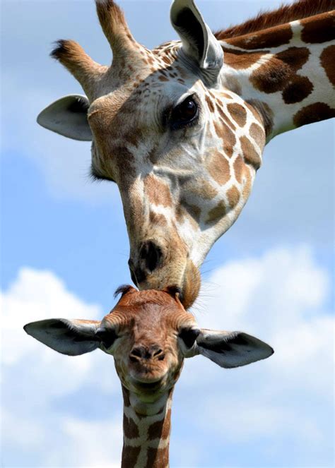 Animals Cute Baby Animals Giraffe Zooborns Giraffe Calf Zooborns