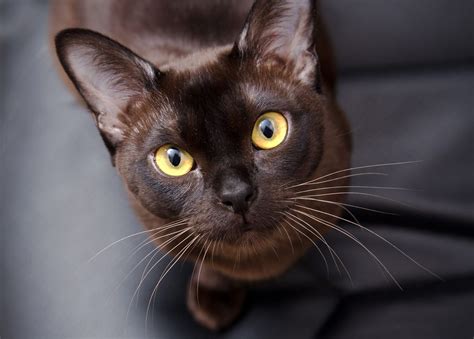 Burmese Cat Breed Information And Characteristics Daily Paws