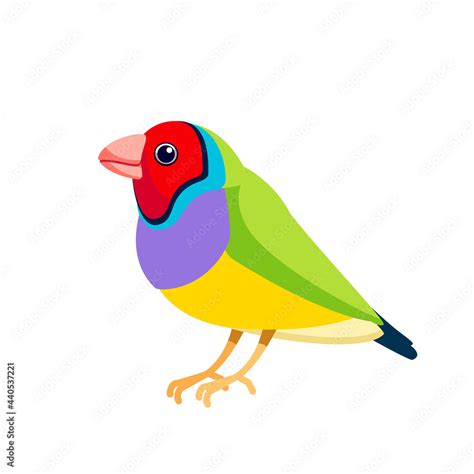 Gouldian Finch Or Lady Gouldian Finch Goulds Finch Or The Rainbow