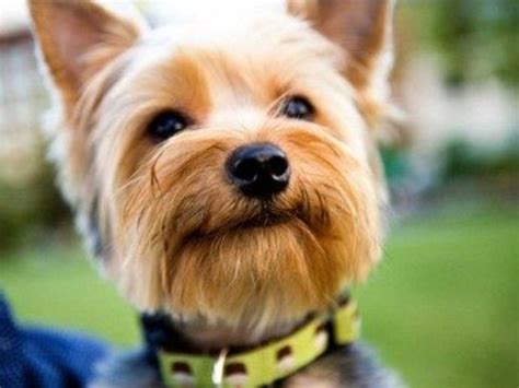 The Canine Roommate Top 10 Best Dog Breeds For Apartment Living