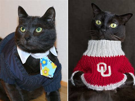 Cats Wearing Sweaters