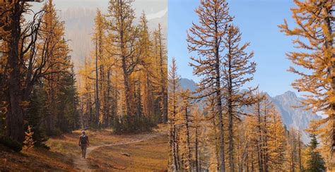 This Hike 25 Hours From Vancouver Takes You Past Golden Larch Trees