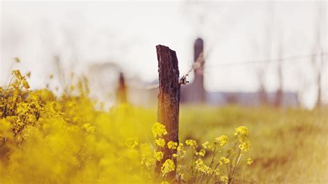 Wallpaper 1920x1080 Px Depth Of Field Fence Flowers Nature