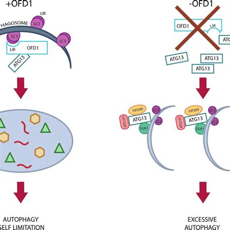 The Centrosomal Protein Ofd1 Mutated In Oral Facial Digital Type I