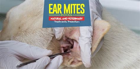 Ear Mites In Dogs