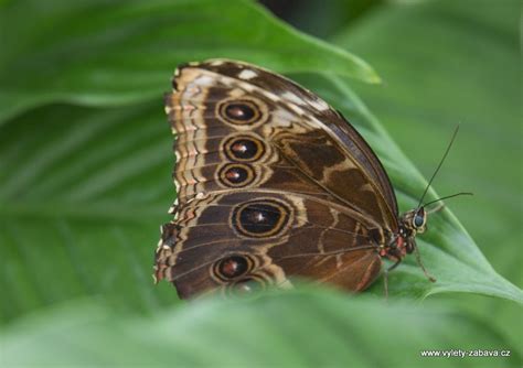 Compare karlovy vary and opava. Motýlí dům, Karlovy Vary